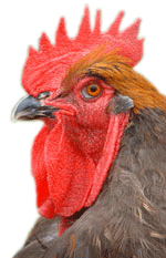 early-bird-cockerel