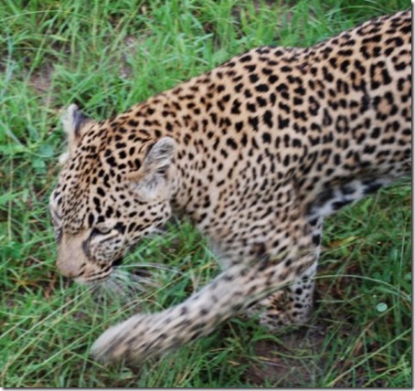 leopard-kill